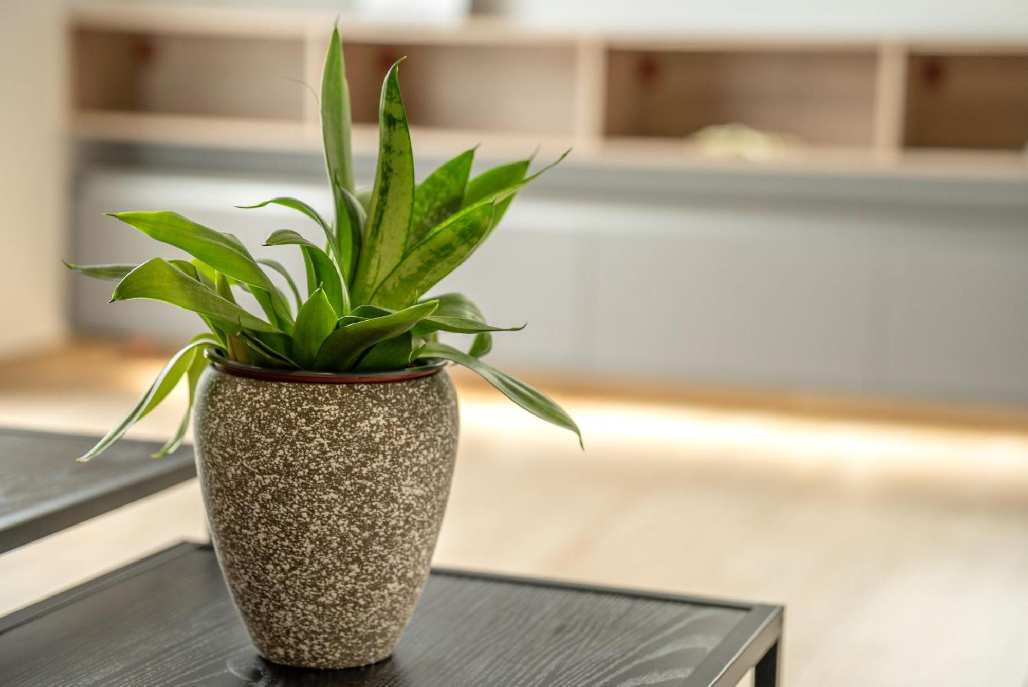 Magnolia Luxury Chania Central Apartments Εξωτερικό φωτογραφία